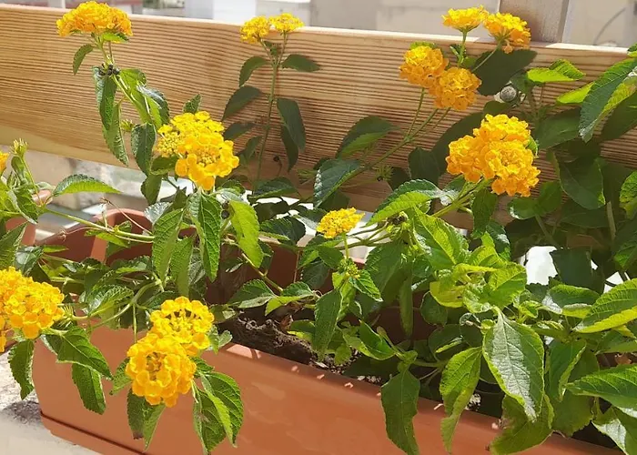 Apartament Ramzam - Spacious & Modern 3 Bedroom With Roof Terrace *